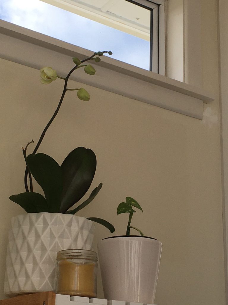 Orchid blooming at Natural Calm Home Birth