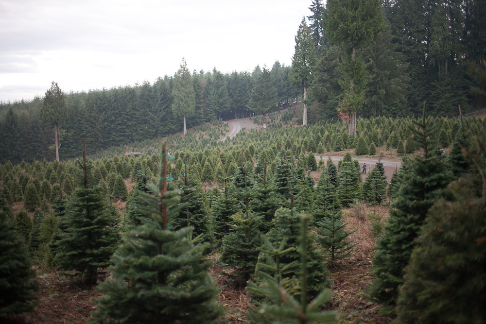 Christmas Tree Farm for Meaningful Christmas Outing for Family