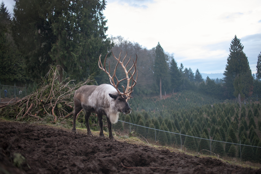 Reindeer at Christmas Farm