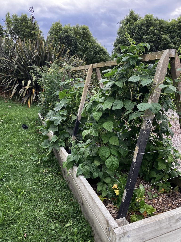 garden beds with frame for climbing plants and beans and cucumber and tomatoes growing
